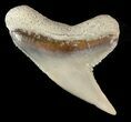 Fossil Tiger Shark Tooth - Lee Creek (Aurora), NC #47673-1